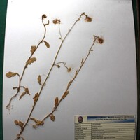 Brassica oleracea (Mostacilla).JPG