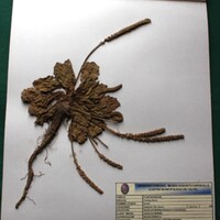 Plantago litorea (Llantén). Medicinal.JPG