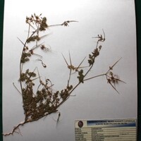 Erodium cicutarium (Alfilerillo). Forraje.JPG