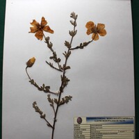 Balbisua pedincularis (Amancay). Medicinal.JPG