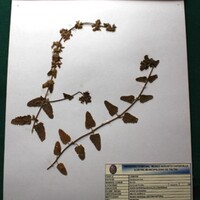 Stachys pannosa (Borraja). Medicinal. Retraso menstrual, limpieza post-parto.JPG