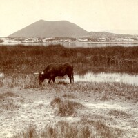 Foto 28. Laguna de Antofagsta de la Sierra con el Volcan de Azufre.jpg