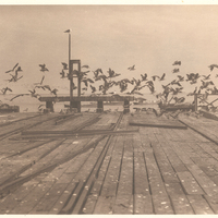 Muelle y gaviotas