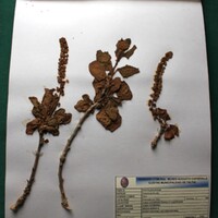 Anisomeria litoralis (Pirco).JPG