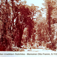 S.112 - In den Urwäldern Südchiles.jpg