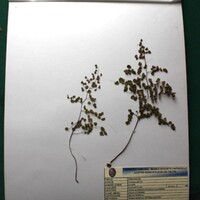 Adiantum chilense (Doradilla). Medicinal. Aliva el dolor de estómago, huesos y piernas producto del frio..JPG